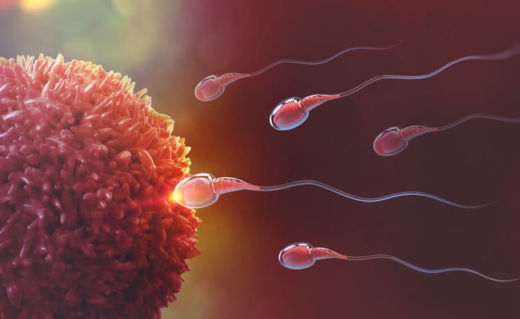 Oplodnění vajíčka – ovulace